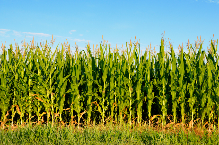 Corn Field